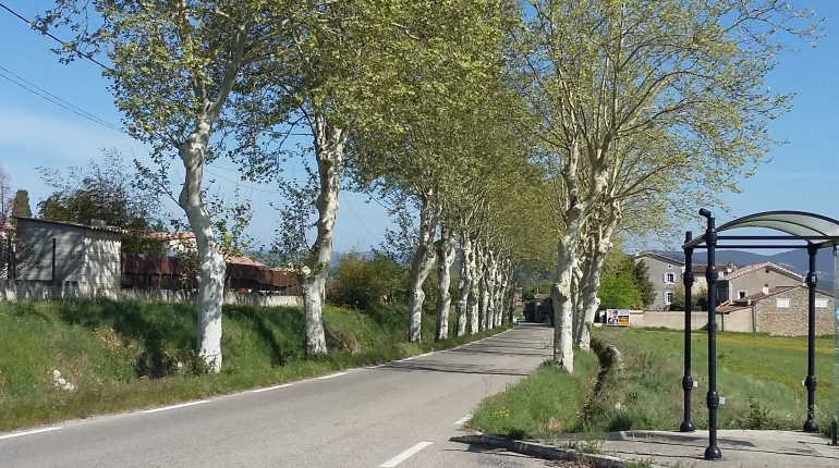 photo alignement arbres